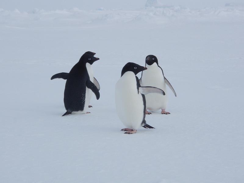 Adelie penguins 11.JPG